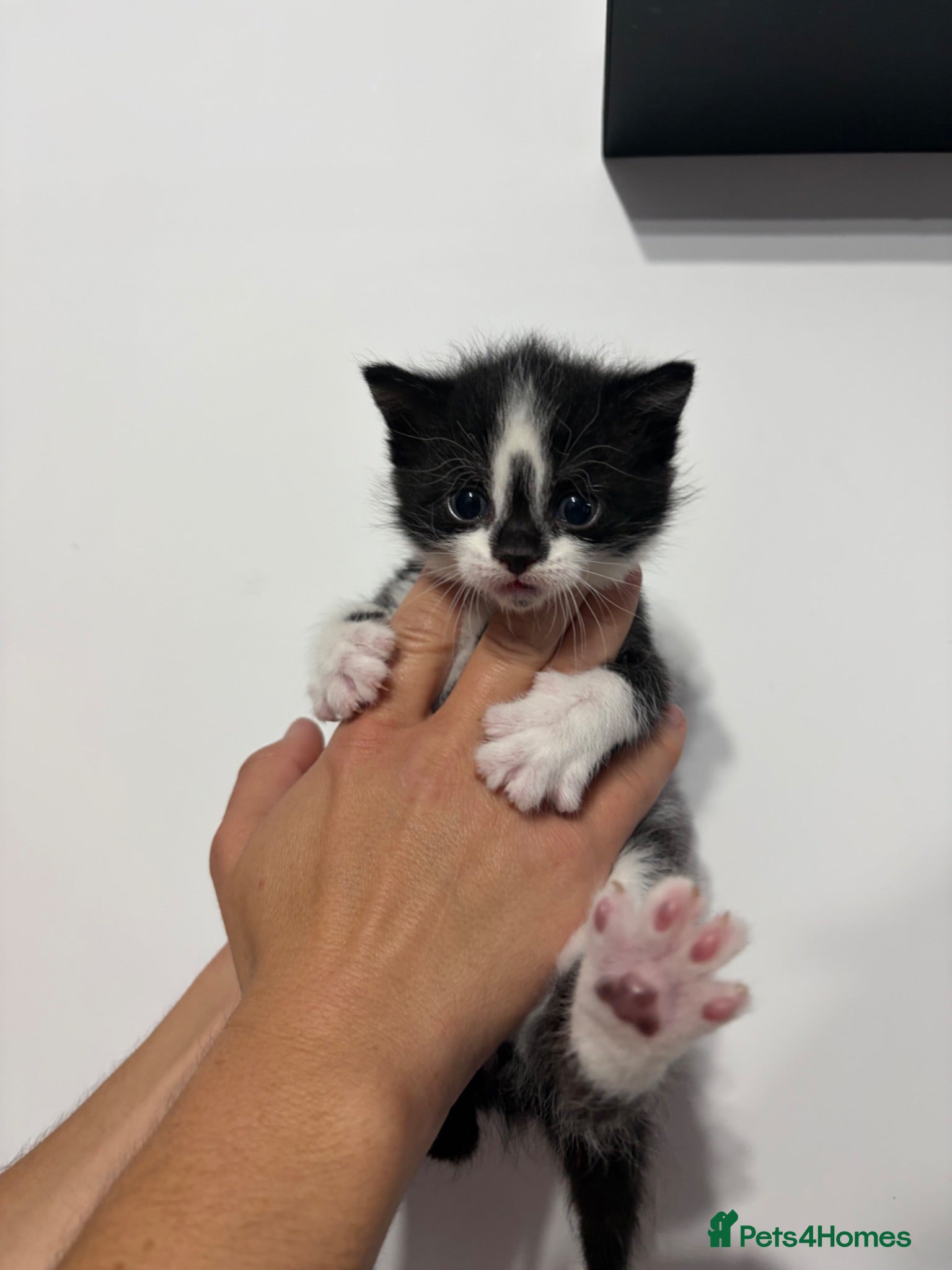 Mixed Breed cats READY NOW! 3 boys left - Advert 1