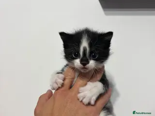 Mixed Breed cats READY NOW! 3 boys left - Advert 1