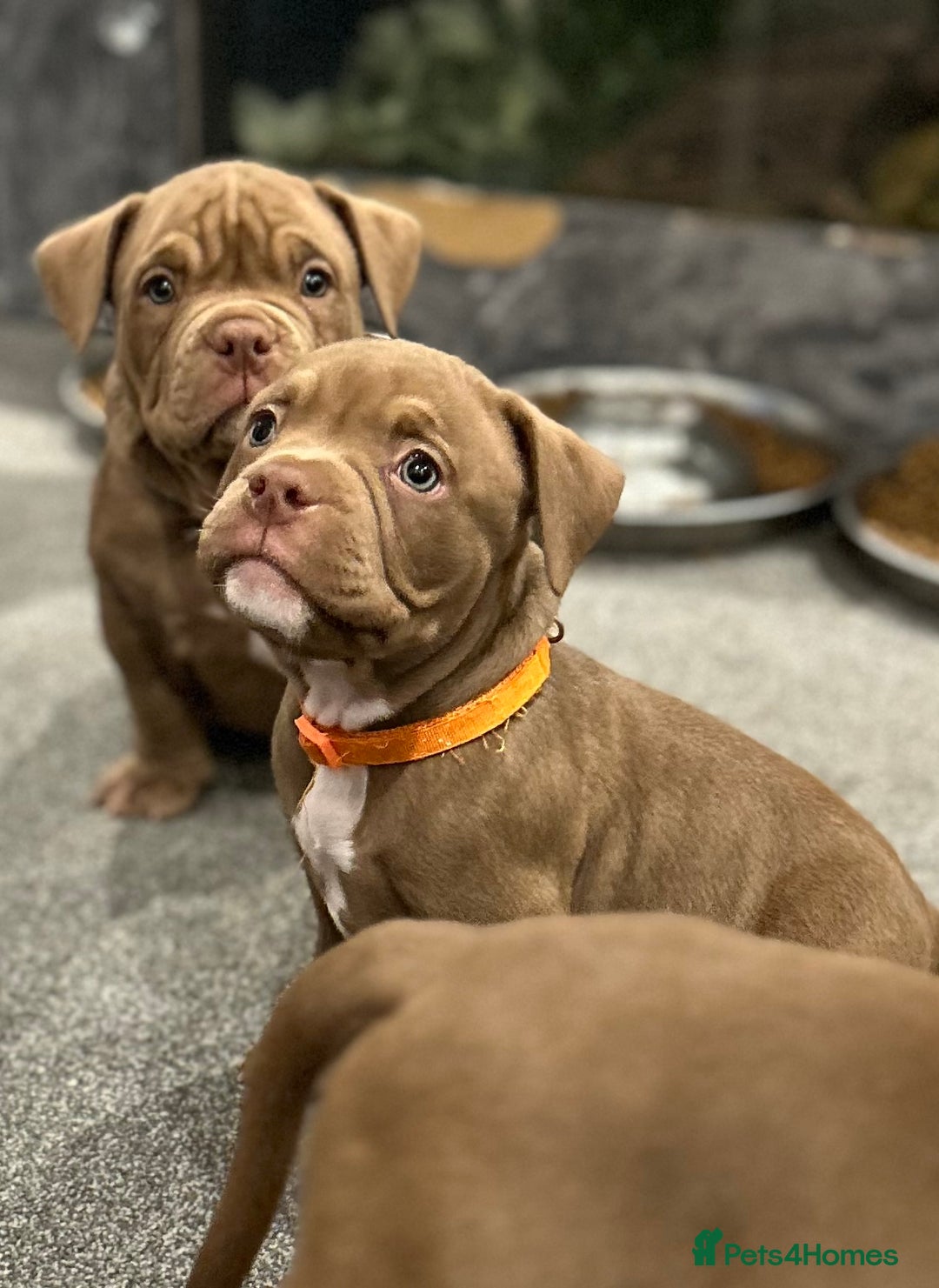 American Bully dogs for sale: Pocket bullies  ready to leave!! (Reduced) - Image 17