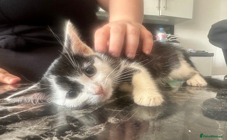 Domestic Shorthair cats - Advert 17