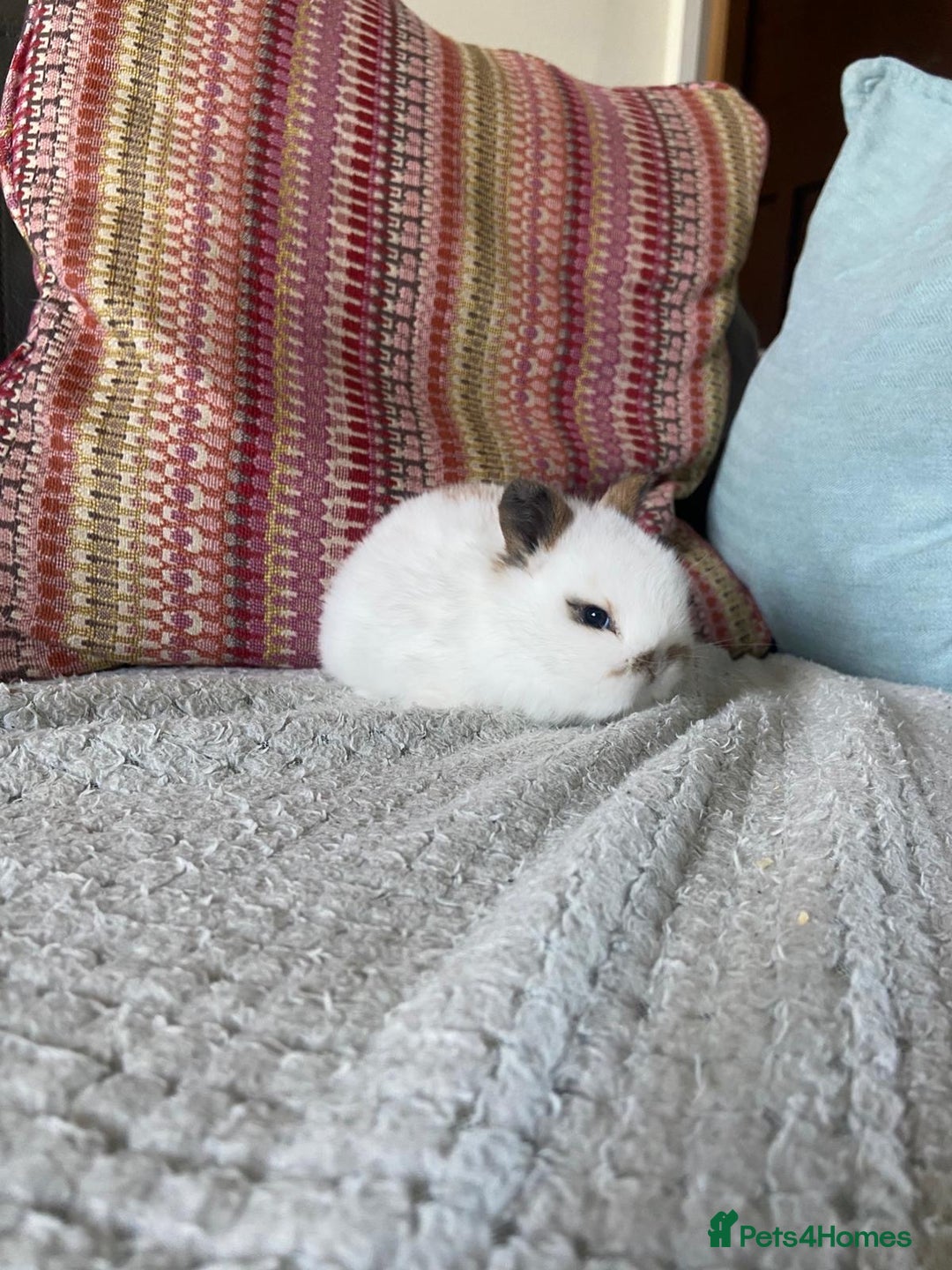 Mixed Breed rabbits for sale: 2 mini lop cross dwarf bunnies - Advert 4