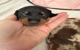 Miniature Dachshund dogs for sale: Venus is a mama to 5! - Image 17