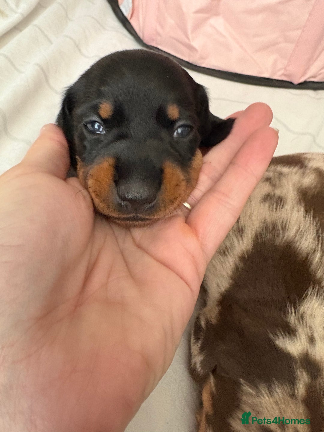 Miniature Dachshund dogs for sale: Venus is a mama to 5! - Image 17