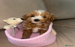 Maltipoo dogs for sale: Stunning Red Maltipoo Boys 🐶  - Image 10