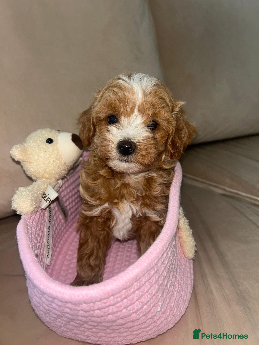Maltipoo dogs for sale: Stunning Red Maltipoo Boys 🐶  - Image 10