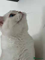 British Shorthair cats - Advert 10