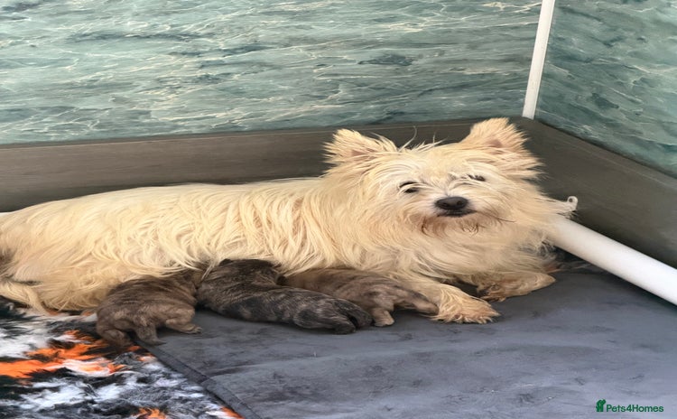 Cairn Terrier dogs - Advert 1