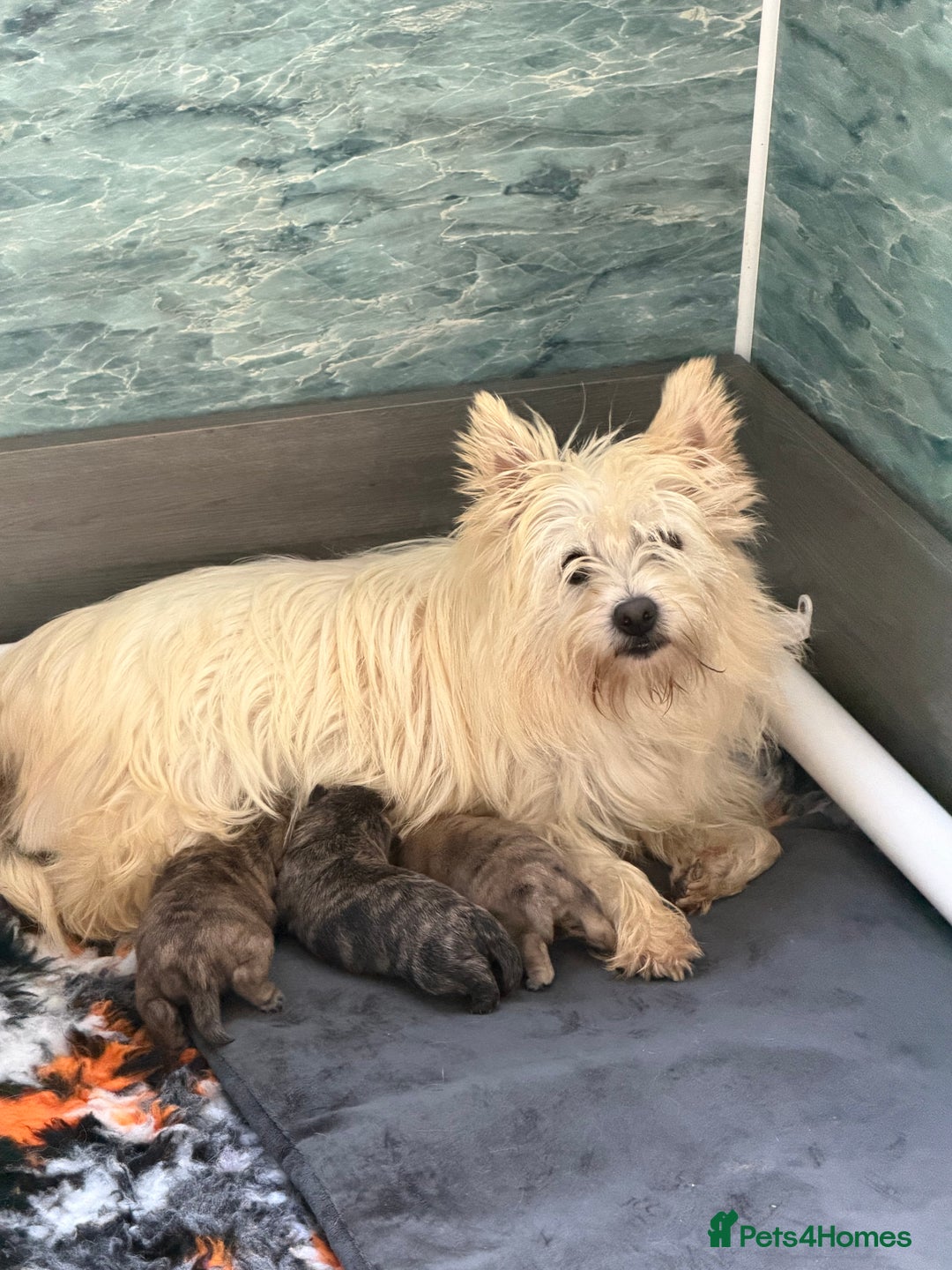 Cairn Terrier dogs for sale: Kc registered cairn terrier puppies - Image 1