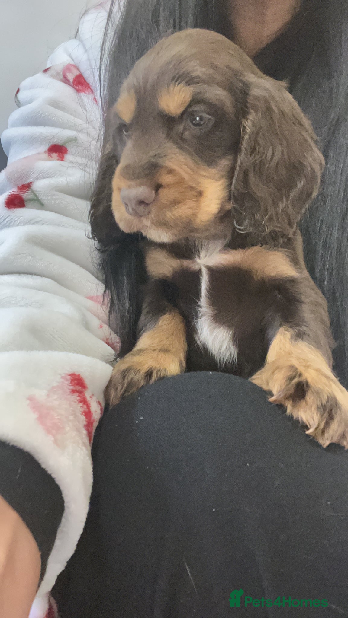 Cocker Spaniel dogs Beautiful Show Type Cocker Spaniel Puppies - Advert 2