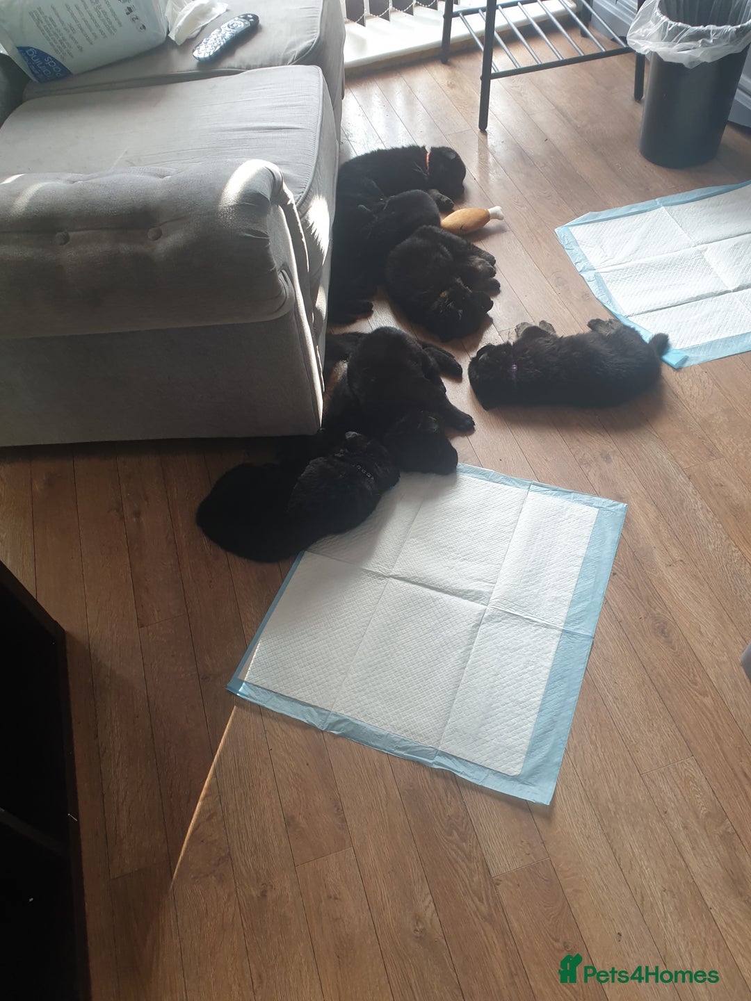 German Shepherd dogs for sale: German shepherd puppies  - Image 2