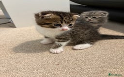 Scottish Fold cats for sale: Beautiful Scottish food for sale  - Image 7