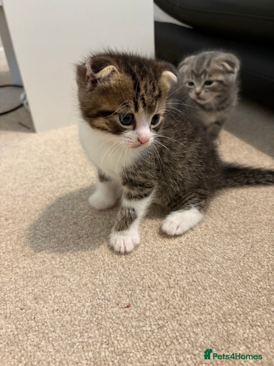 Scottish Fold cats for sale: Beautiful Scottish food for sale  - Image 7