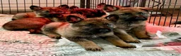 German Shepherd dogs for sale: 4* Licensed Breeder, KC Reg, Health Tested Parents - Advert 8