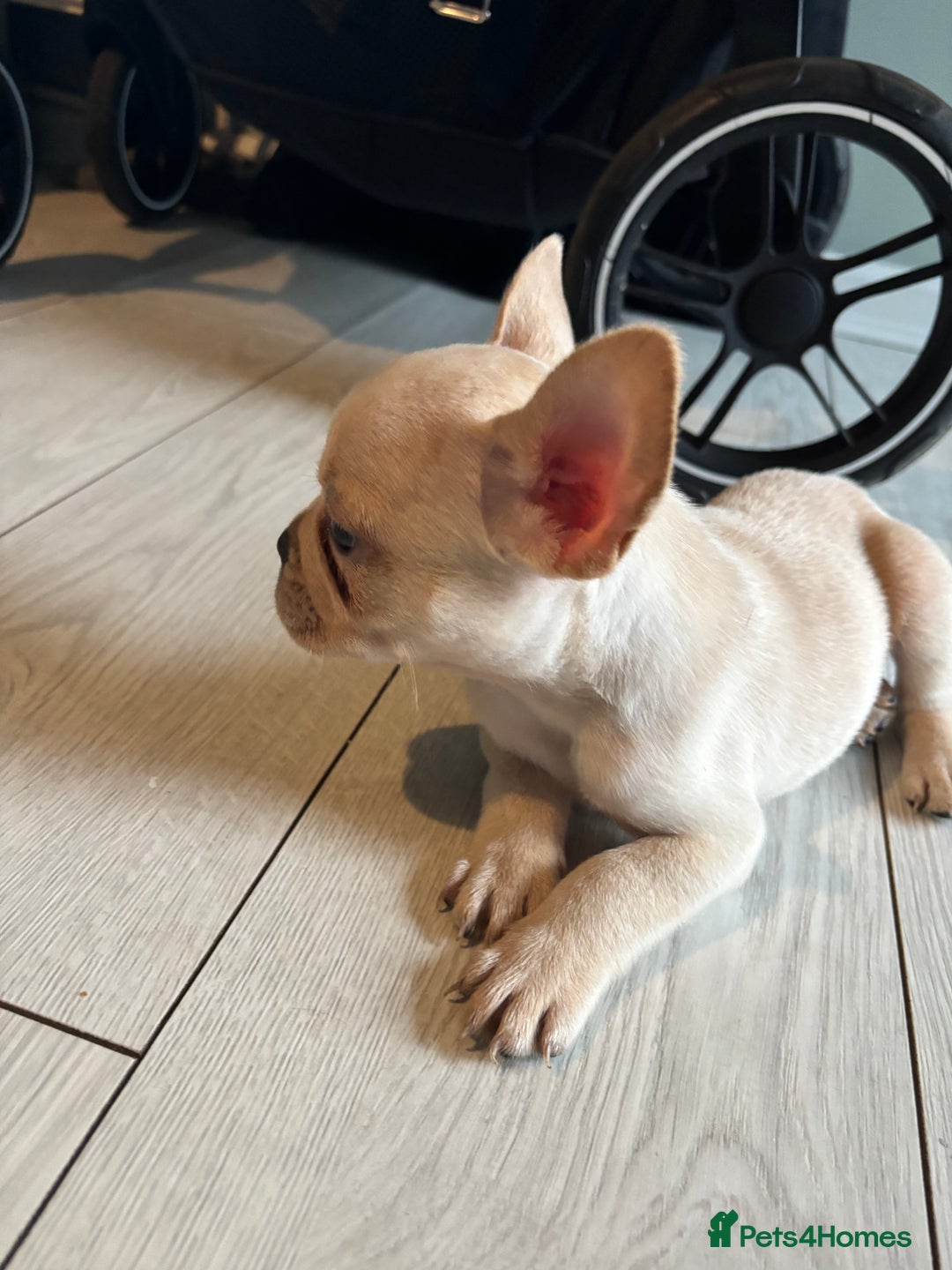 French Bulldog dogs for sale: White French bulldogs puppies  - Image 3