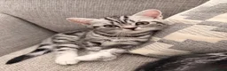 British Shorthair cats for sale: Silver Tabby British Shorthair  - Advert 3