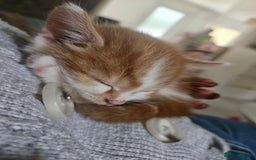 Mixed Breed birds for sale: Adorable kittens looking for forever home  - Image 5