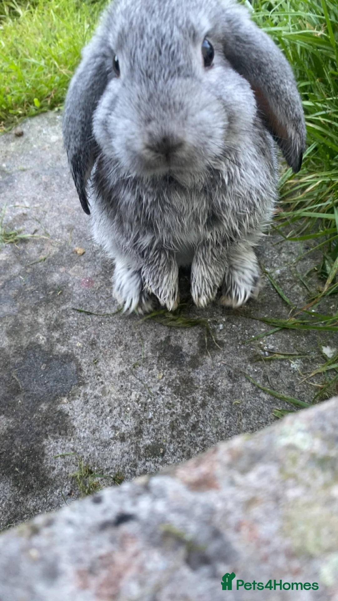 English Lop rabbits for sale: Rabbit for rehoming  in Ilfracombe - Advert 7