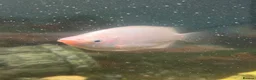 Sharks fish for sale: Tropical fish  in Port Talbot - Advert 3