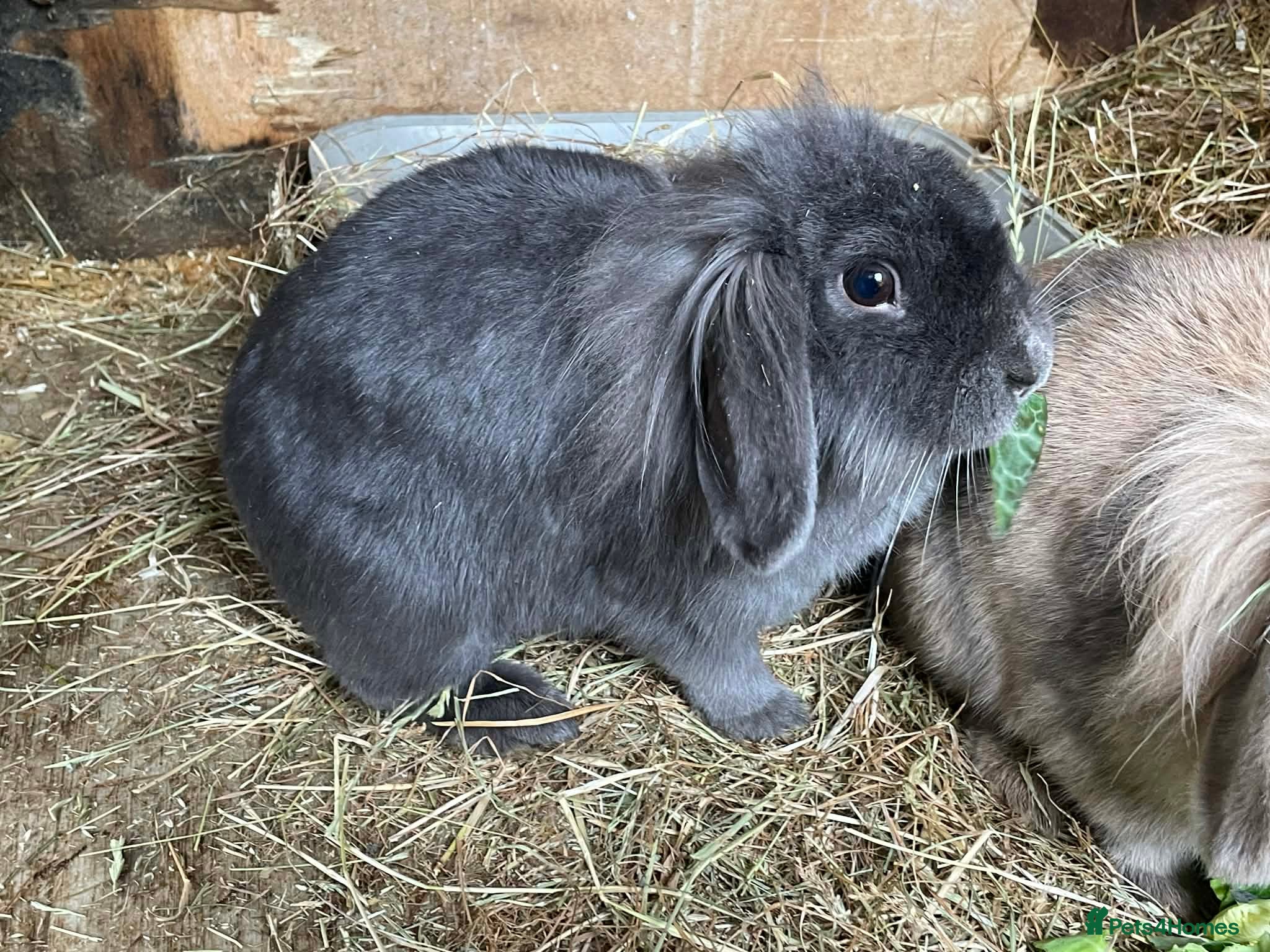 Mini Lion Lop rabbits Female rabbits bonded pair - Advert 4
