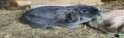 Mini Lion Lop rabbits for sale: Female rabbit bonded trio/pair/single - Advert 5