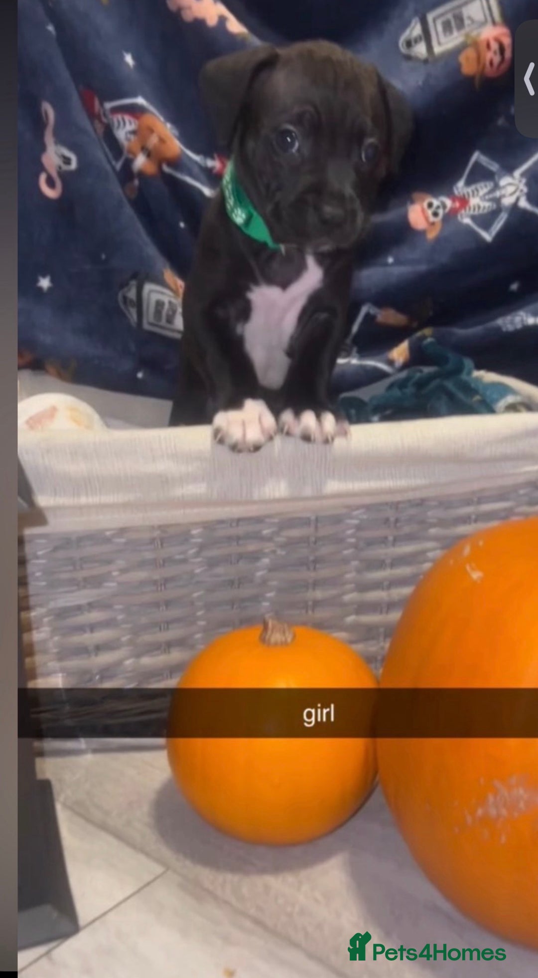 Mixed Breed dogs for sale: 8 beautiful pups for sale  - Image 15