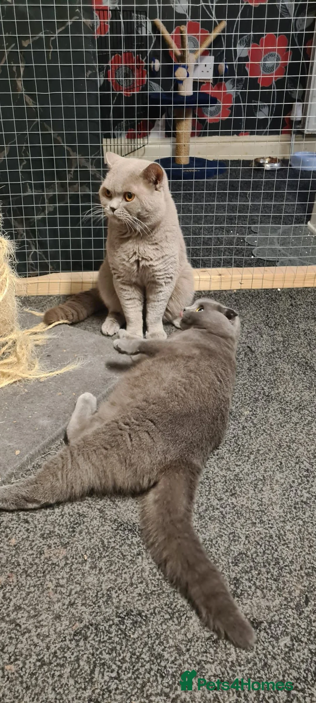 Scottish Fold cats for sale: British Shorthair & Scottish Fold for sale - Advert 8