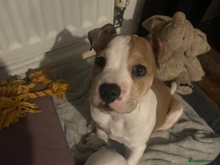 Mixed Breed dogs Staff x bulldog - Advert 1