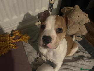 Mixed Breed dogs Staff x bulldog - Advert 18