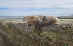 Dachshund dogs for sale: Cream boy and girl Miniature dachshund - Image 9