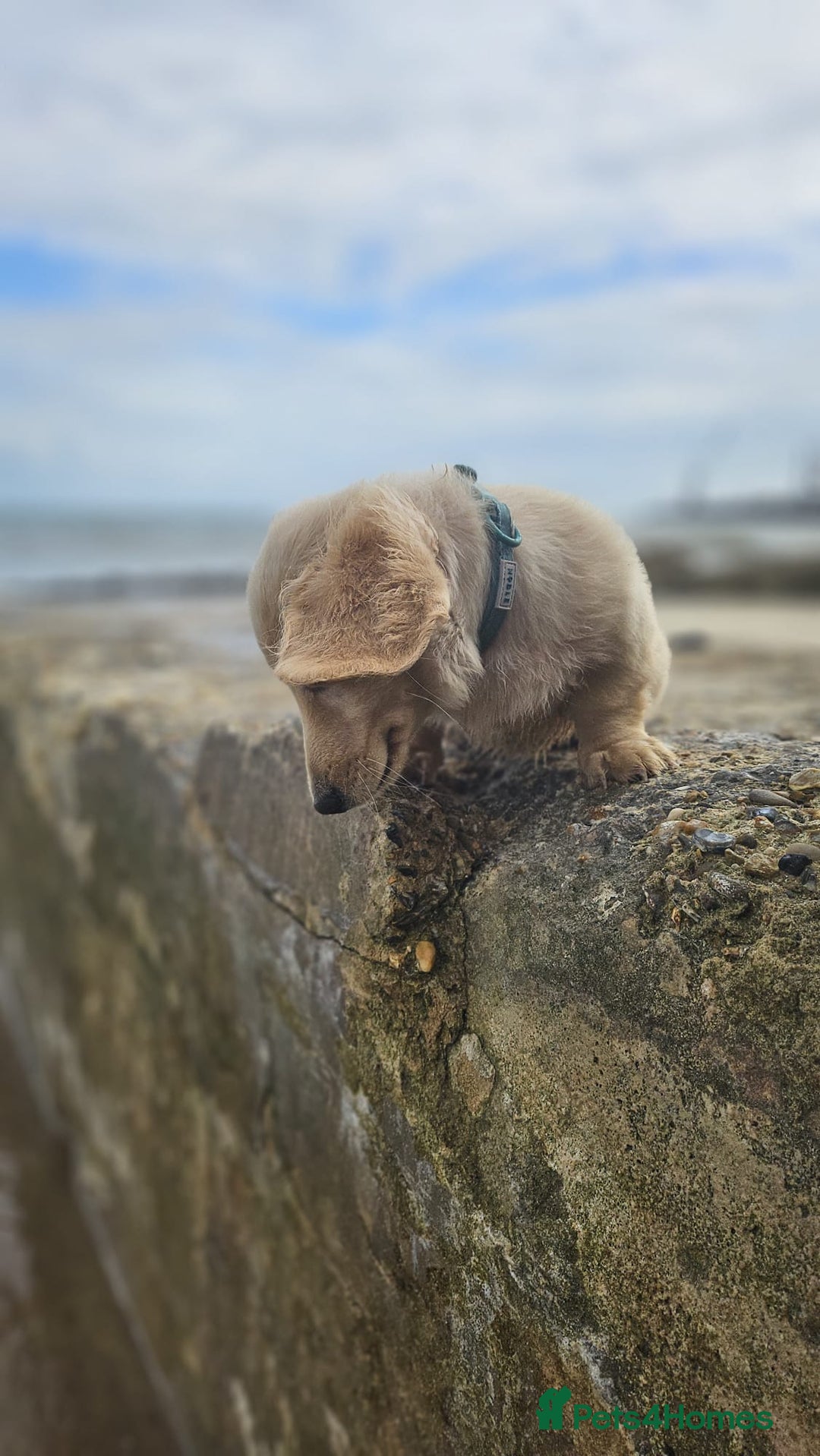 Dachshund dogs for sale: Cream boy and girl Miniature dachshund - Image 9