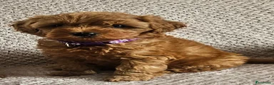 Cavapoo 4