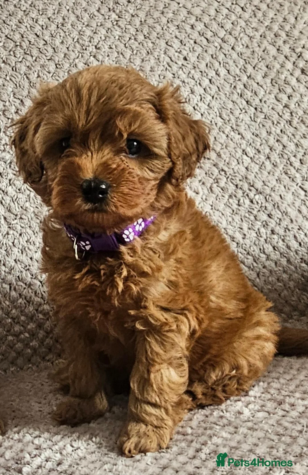 Cavapoo dogs for sale: F1b Cavapoo Puppies!!  - Advert 22