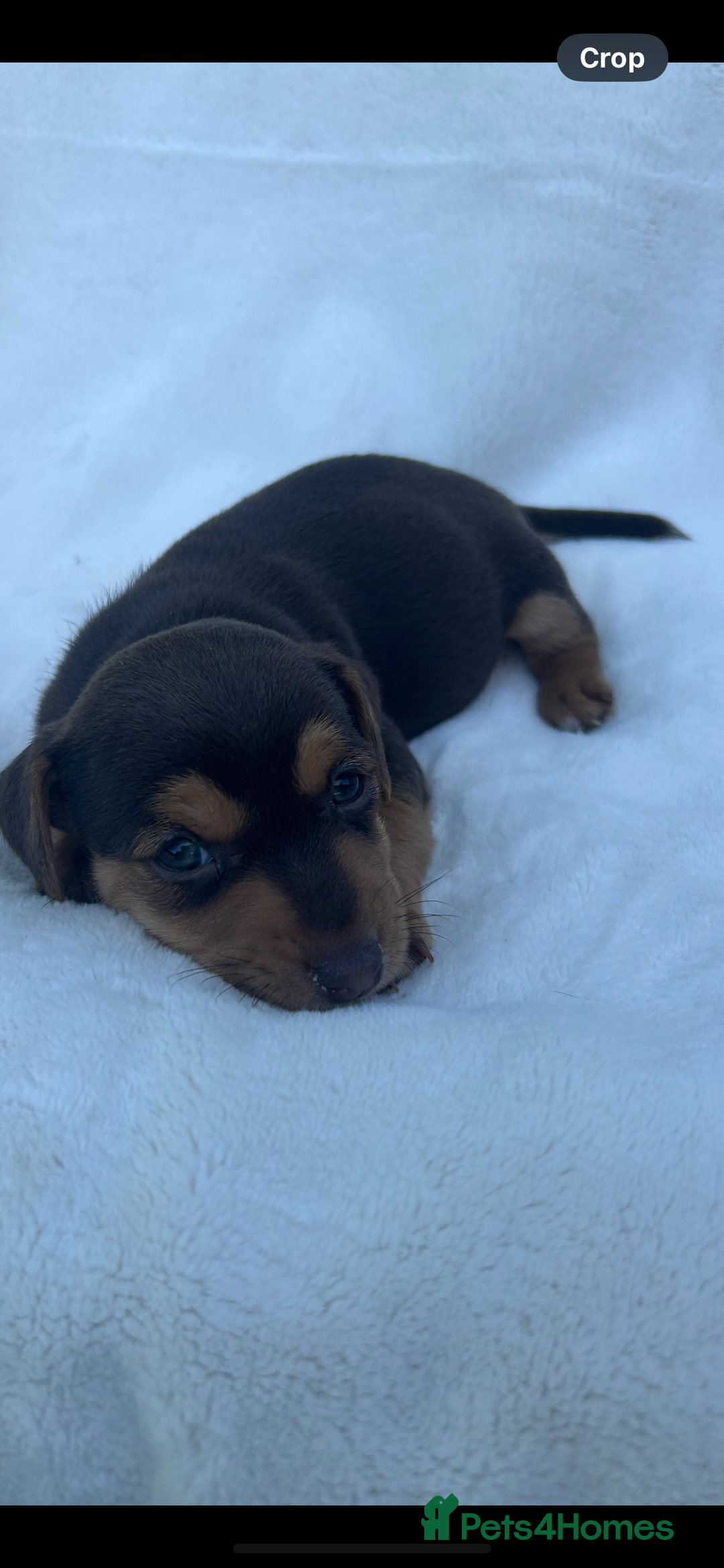 Jack Russell dogs for sale: Stunning Jack Russell Puppies  - Image 14
