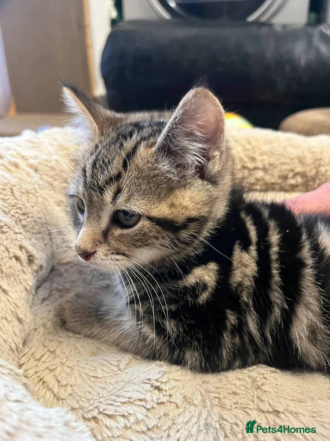 Mixed Breed cats for sale:  🐾 Stunning Mixed Tabby Kittens Available 🐾 - Advert 13