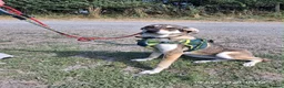 Mixed Breed dogs for adoption: Star ⭐  in Stoke-on-Trent - Advert 3