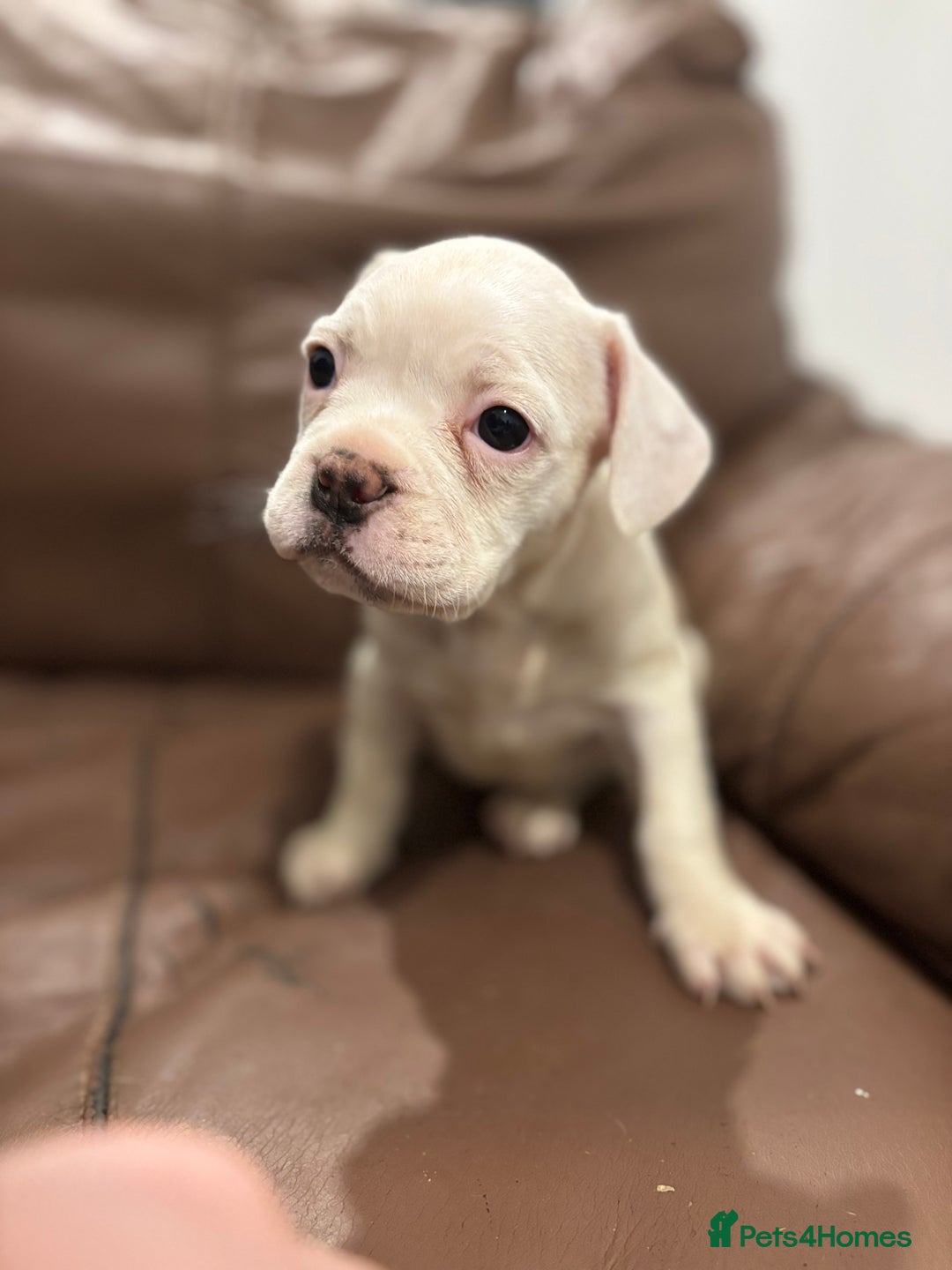 Mixed Breed dogs for sale: Adorable Puppies Looking for Their Forever Homes!  - Image 2
