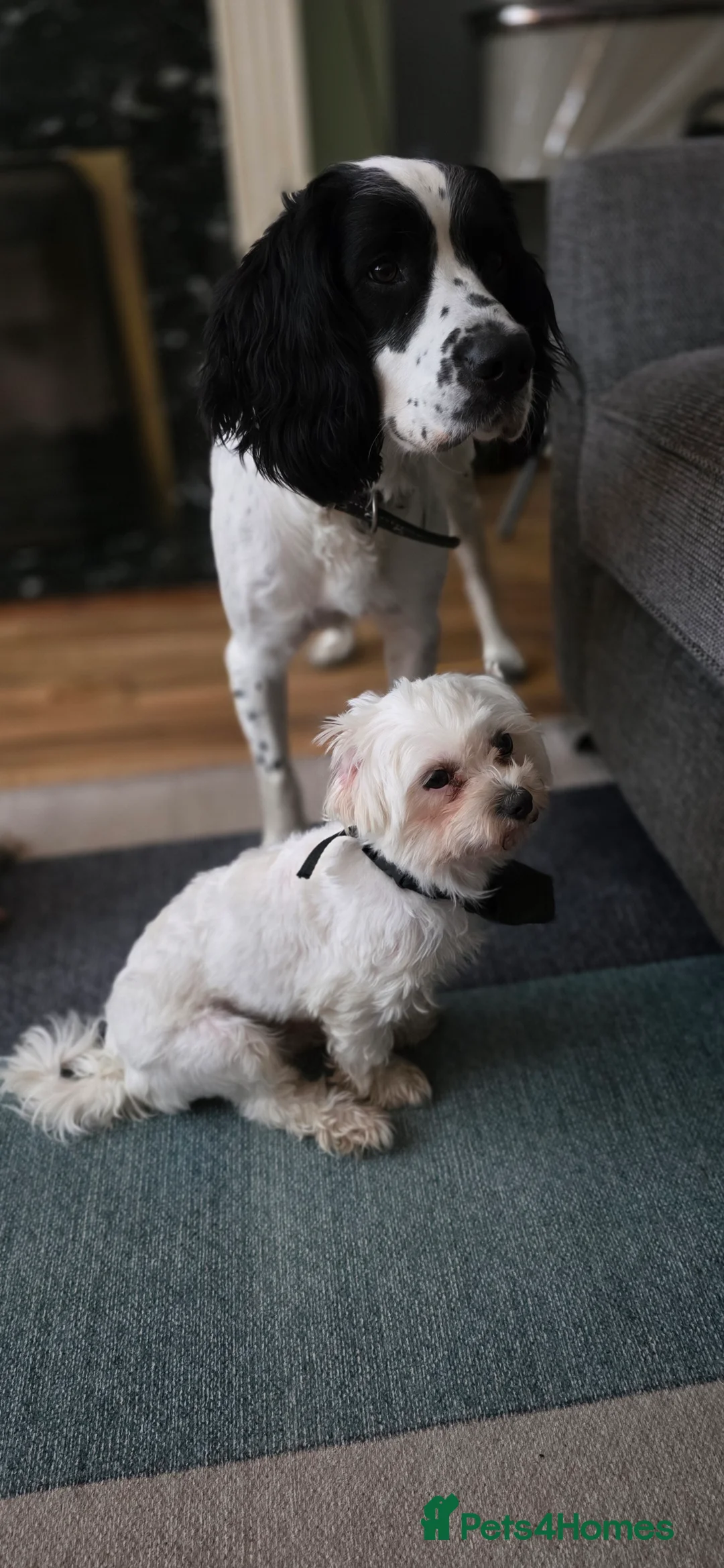 English Springer Spaniel dogs for sale: MEET ARLO (English Springer) 2 years old - Advert 5