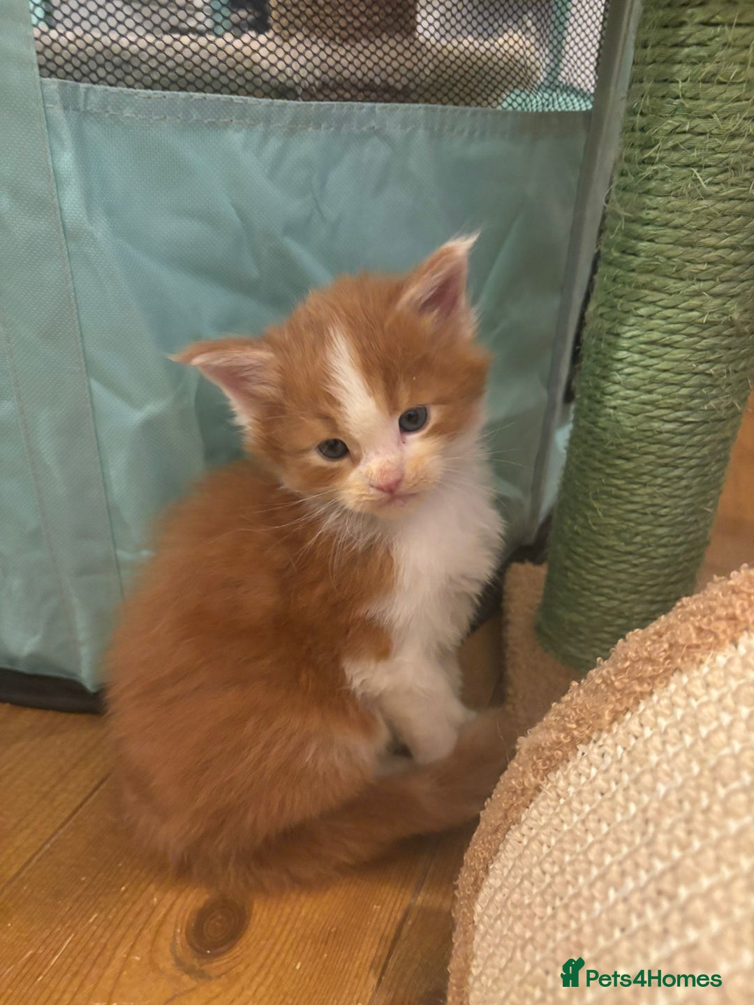 Maine Coon cats for sale: ARIODREAMMAINECOON  - Advert 3