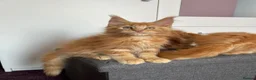 Maine Coon cats for sale: ✨5 Gorgeous GCCF Pure Bred MC kittens  in Burton-on-Trent - Advert 13