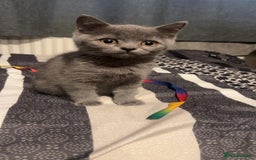 British Shorthair cats for sale: Cute male British shorthair for sale  - Image 2