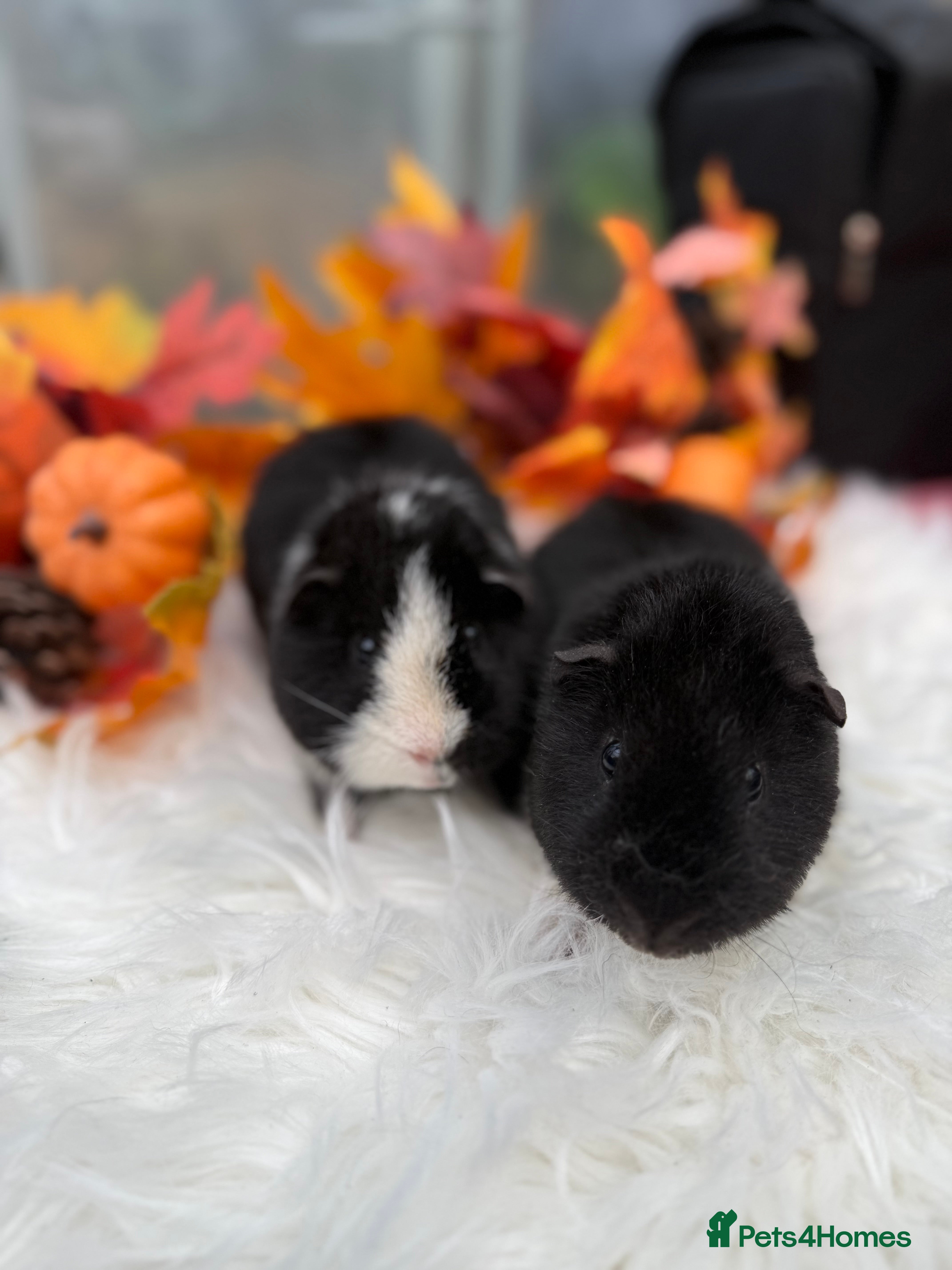 Guinea Pig rodents Teddy baby guineapig pair  - Advert 3