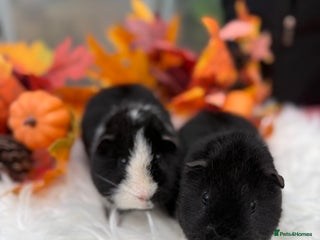 Guinea Pig rodents Teddy baby guineapig pair - Advert 5