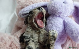 Sheepadoodle dogs for sale: Mini Sheepadoodle the wait is over!  - Image 26
