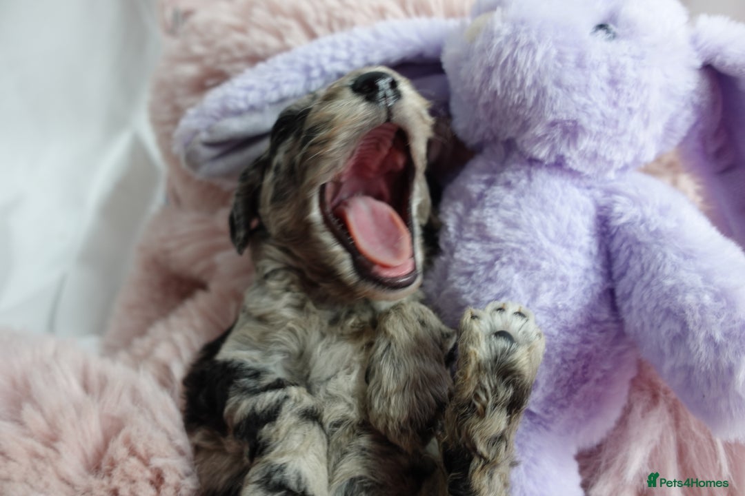 Sheepadoodle dogs for sale: Mini Sheepadoodle the wait is over!  - Image 26
