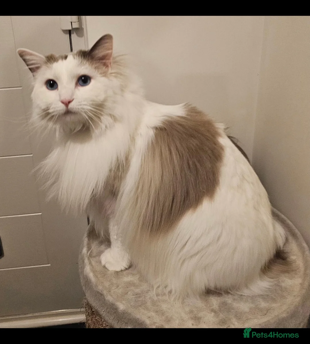 Ragdoll cats for sale: Freya Sweet and calm companion  - Advert 2
