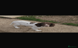 English Springer Spaniel dogs for sale: Male springer soaniel - Image 2