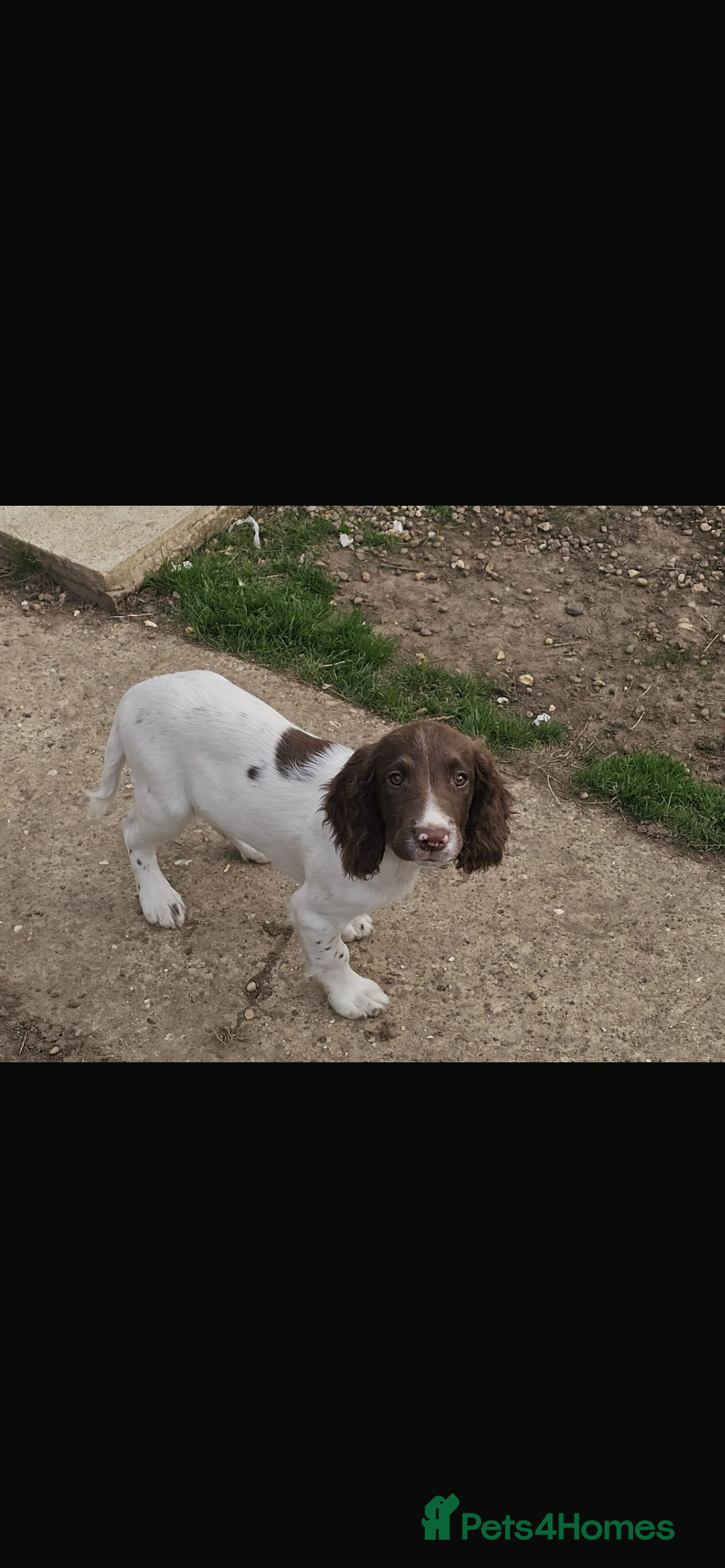 English Springer Spaniel dogs for sale: Male springer soaniel - Image 2