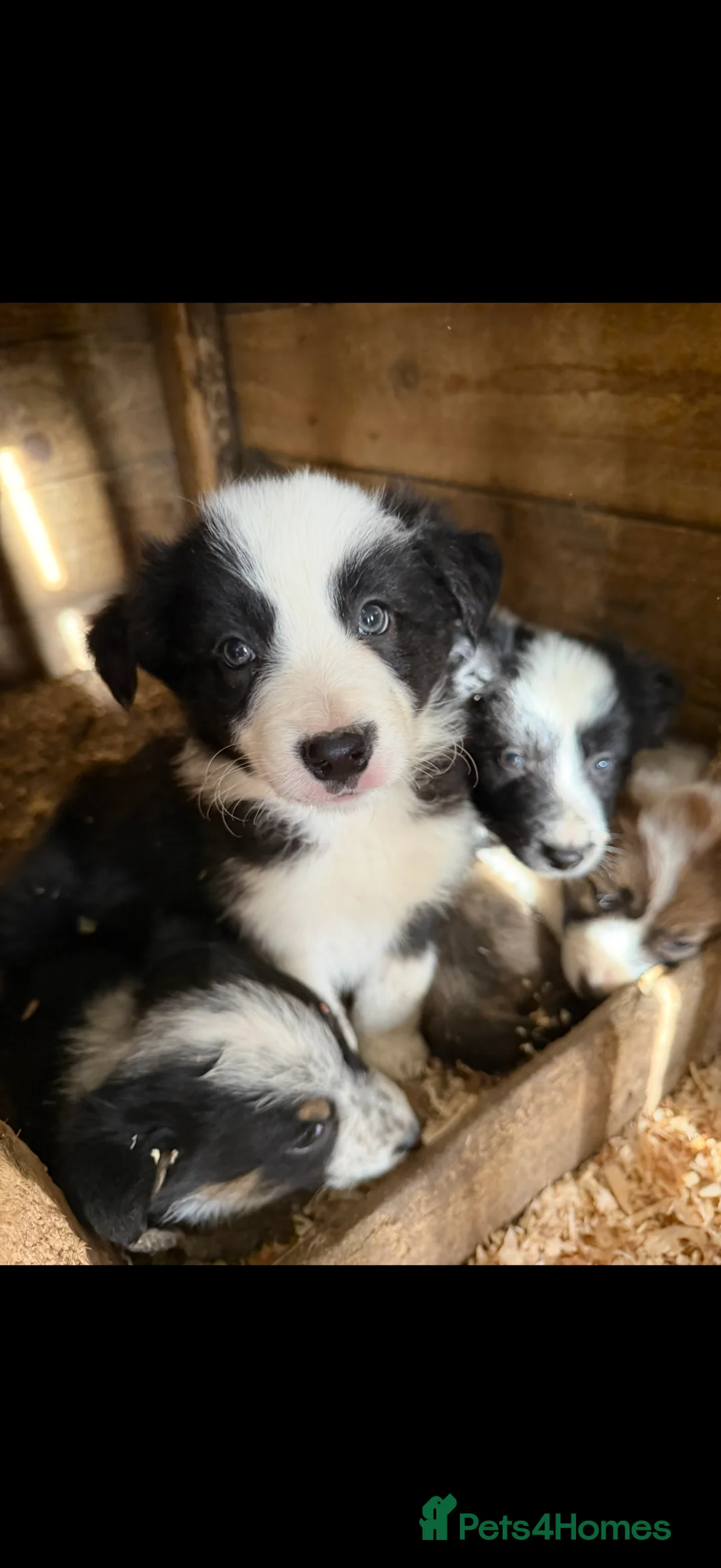 Border Collie dogs for sale: Beautiful sheepdog puppies in Aberdare - Advert 2