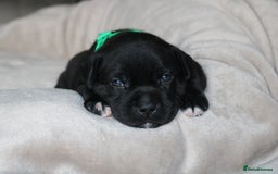 Staffordshire Bull Terrier dogs for sale: KC Reg Staff Pups Blue/Black, Champion Blood Lines - Image 10