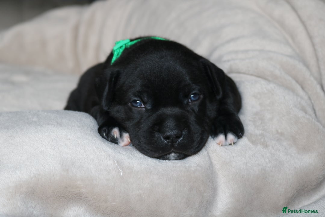Staffordshire Bull Terrier dogs for sale: KC Reg Staff Pups Blue/Black, Champion Blood Lines - Image 10